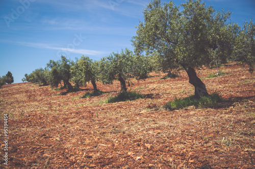 Εκτύπωση καμβά Beautiful valley with old olive trees in Granada, Spain