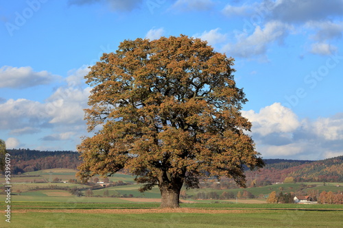 Alte Eiche im goldenen Herbst photo