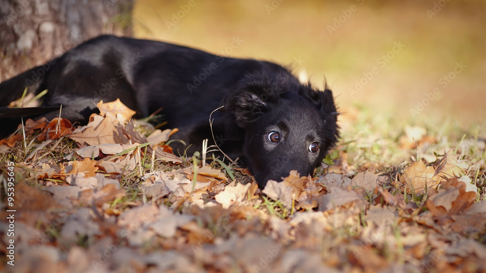 Black puppy lies in autumn leaves. Black puppy lies in autumn leaves.