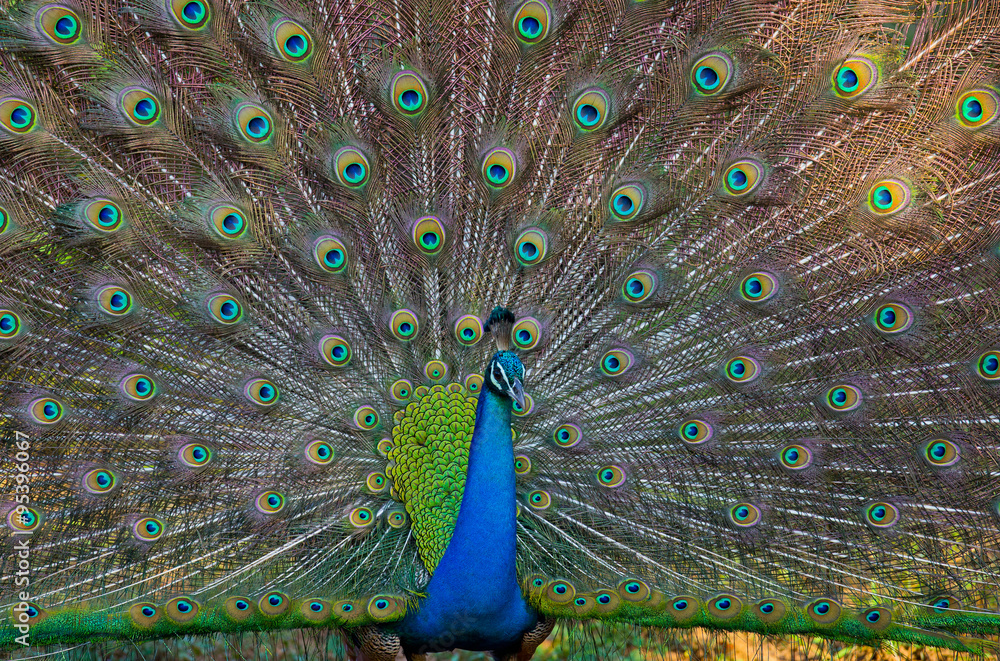 Naklejka premium Portrait of a peacock on the background of his tail. Close-up. Sri Lanka. An excellent illustration.