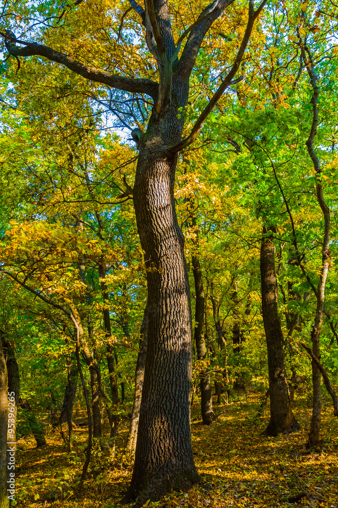 beautiful birch grove by a autumn day