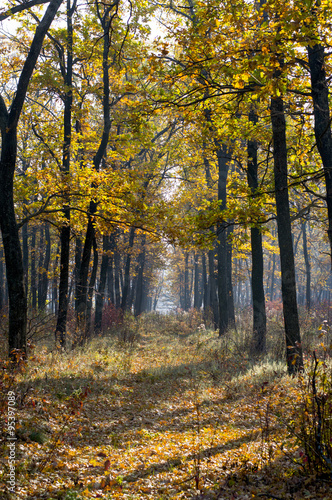 Fototapeta Naklejka Na Ścianę i Meble -  footpath in the wood, trees with gold leaves, fall