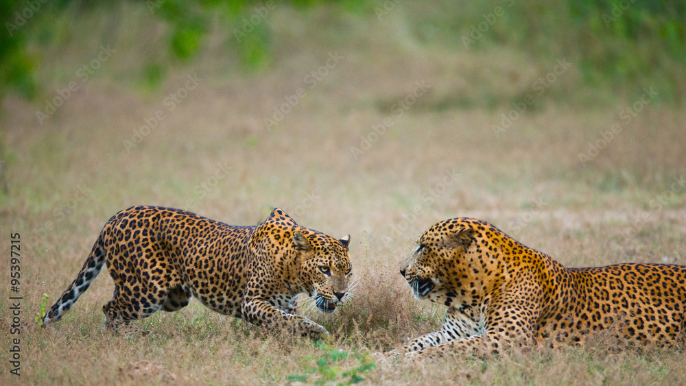 Naklejka premium Male and female leopard on the grass together. The period of mating. Sri Lanka. An excellent illustration.