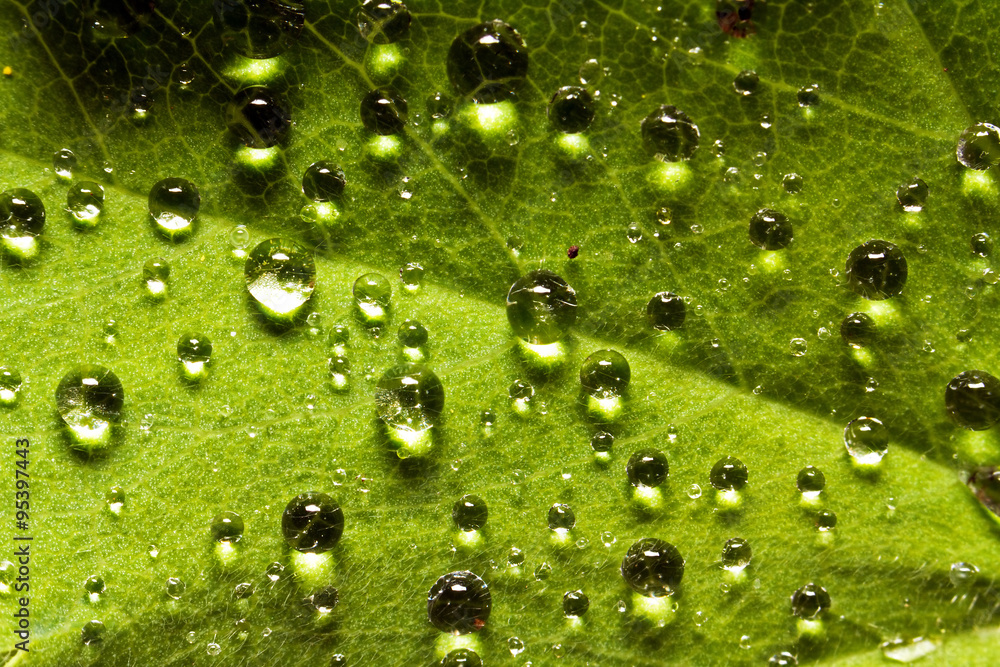 Beautiful water drops on the leaves of a smal plant in the garden Beautiful water drops on the leaves of a smal plant in the garden