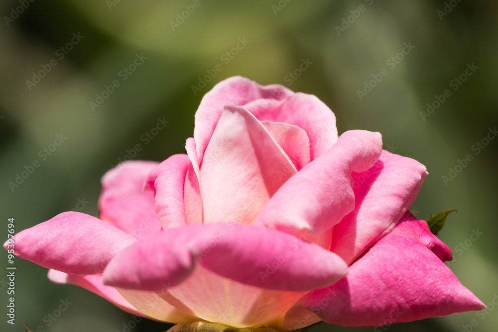 beautiful flower beautiful flower