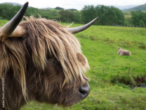 Scittish highland cow