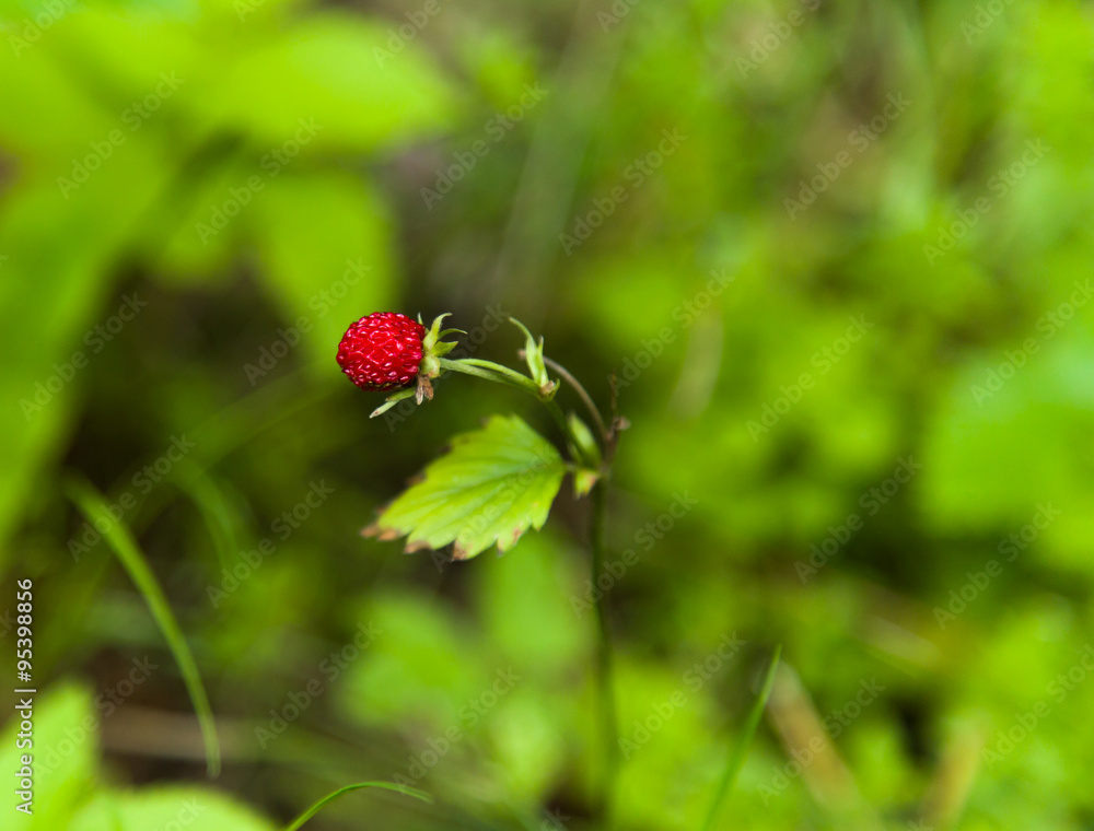 Wild strawberry Wild strawberry