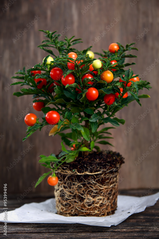 Fototapeta premium Winter, Christmas cherry plant Solanum
