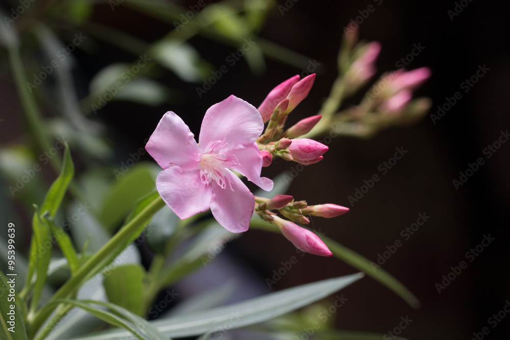 Fototapeta premium beautiful flower