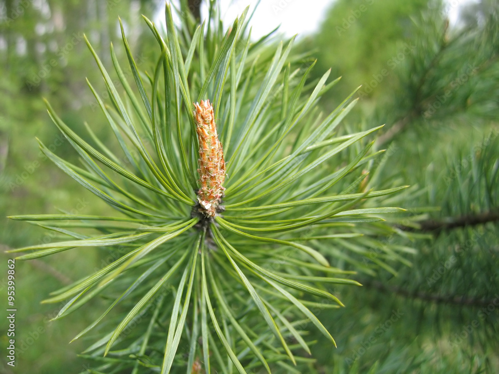 coniferous tree branch with cone sprout coniferous tree branch with cone sprout