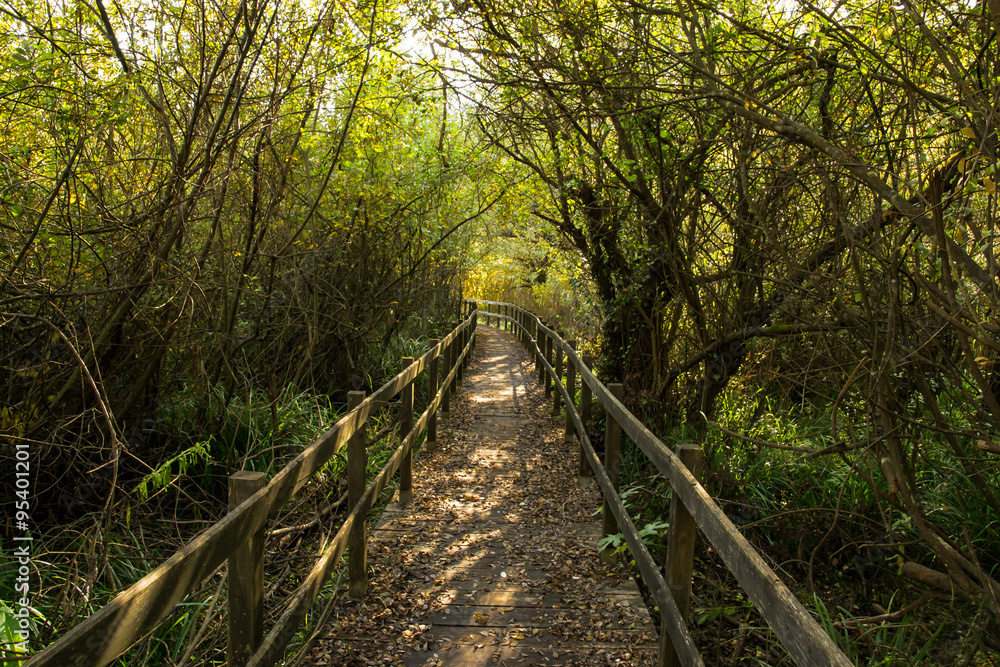 Obraz premium Sentiero nel bosco in autunno 