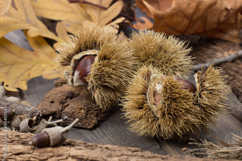 Obraz premium Castagne