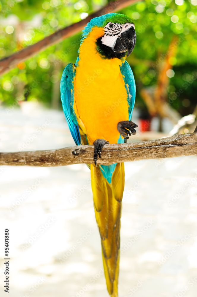 Beautiful parrot macaw on tropical island Beautiful parrot macaw on tropical island