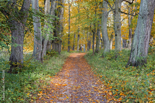 Countryside road in autumn  Vidzeme  Latvia  Europe