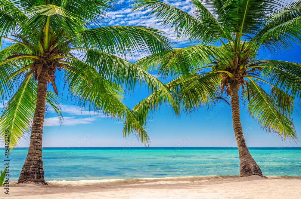 Palm trees at Exotic Beach, Dominican Republic