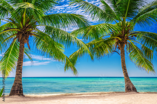 Palm trees at Exotic Beach  Dominican Republic