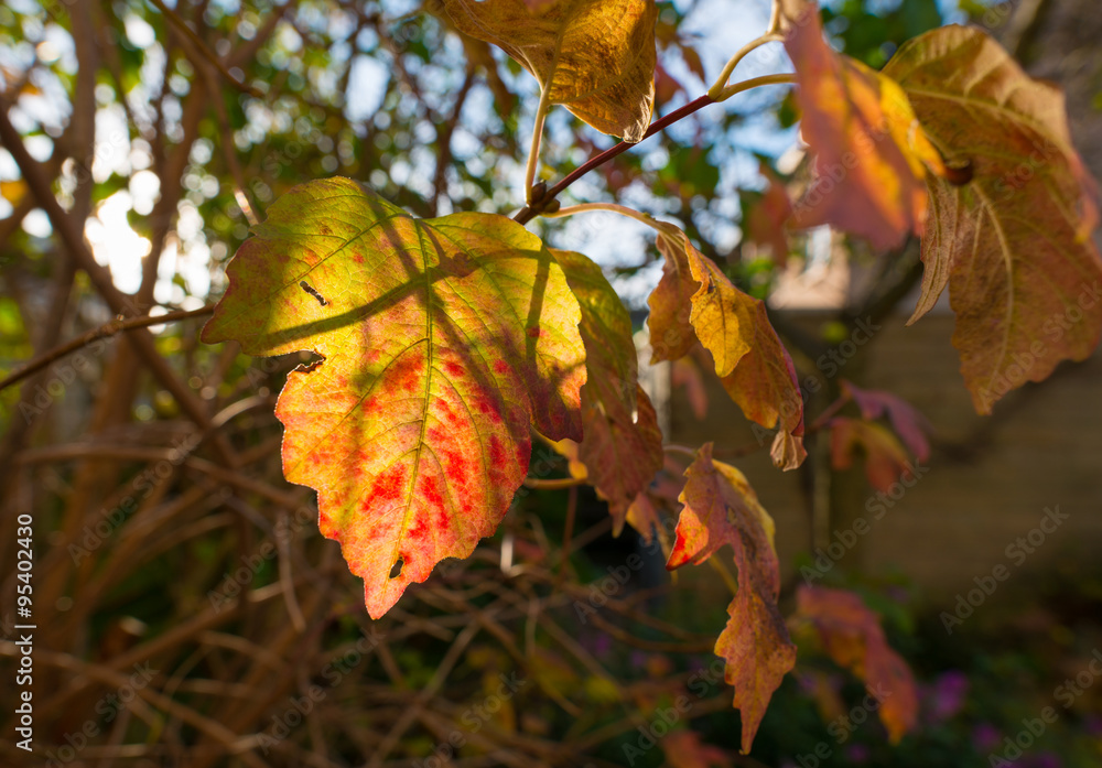 Obraz premium Leave in autumn colors in sunlight
