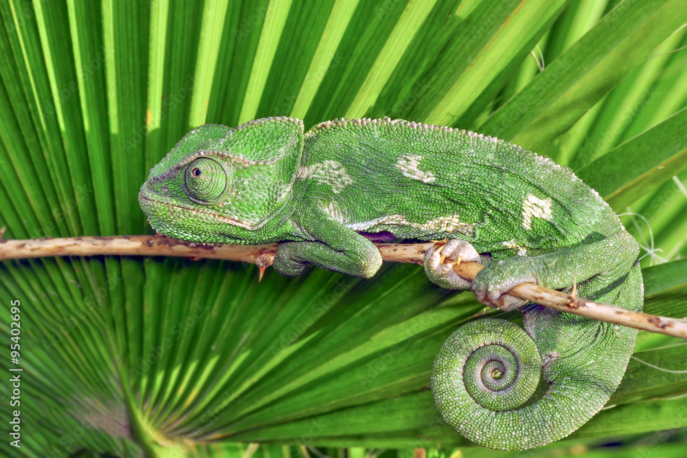 Fototapeta premium green chameleon - Stock Image
