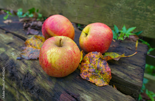 Apples fallen from an apple tree in autumn