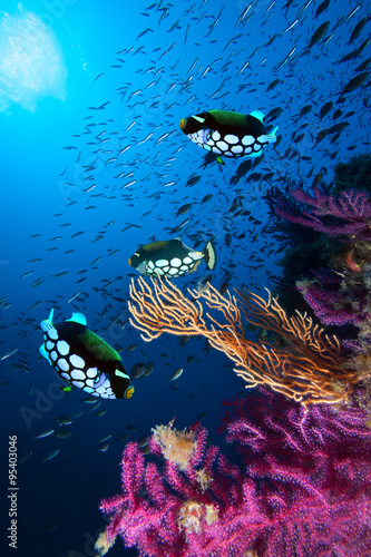 zdjecie-kolonii-koralowcow