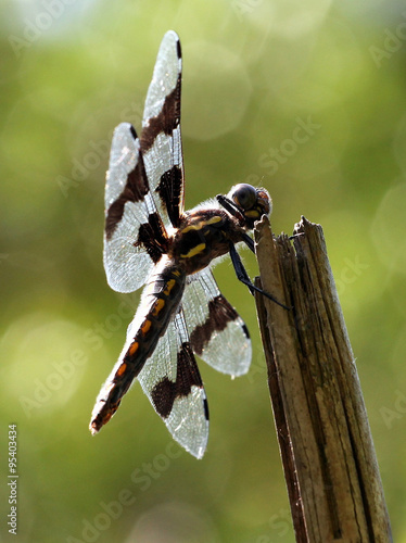 Female Eight-spotted Skimmer photo