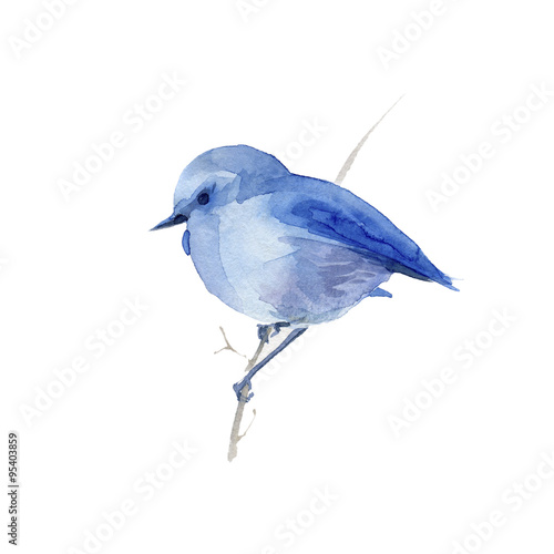 Watercolor blue  bird.