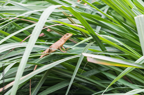 the asia little lizard © phoopanotpics