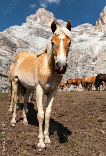 Horses under Monte Pelmo in Italian Dolomities