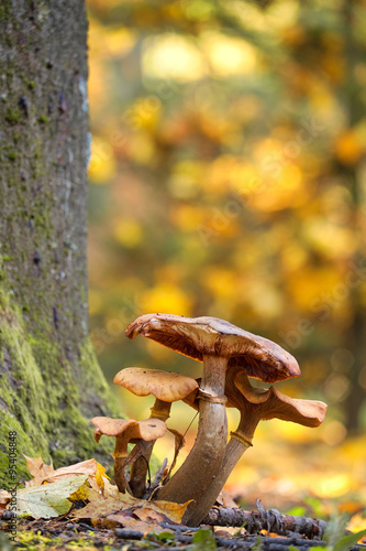 Photo of mushrooms