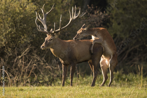 Red deer deer Czech Republic