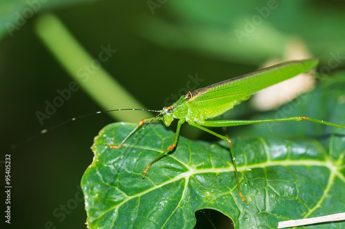 green grasshopper on leaf