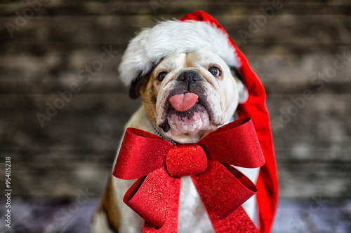 Fototapeta Naklejka Na Ścianę i Meble -  Geschenk Hund verpackt mit Schleife