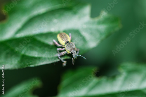 little bug on leaf