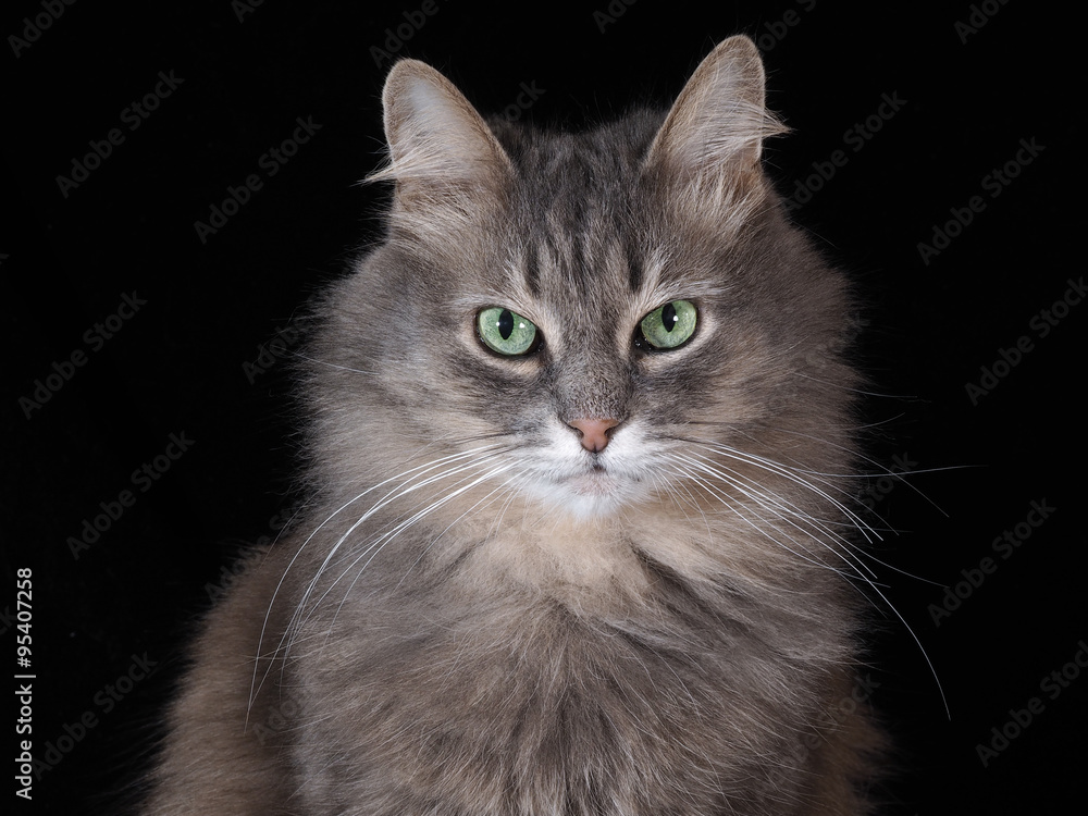 Портрет на черном фоне. Взгляд зеленых глаз. Пушистый, серый кот с очень красивыми глазами. Большой. Портрет кота крупно