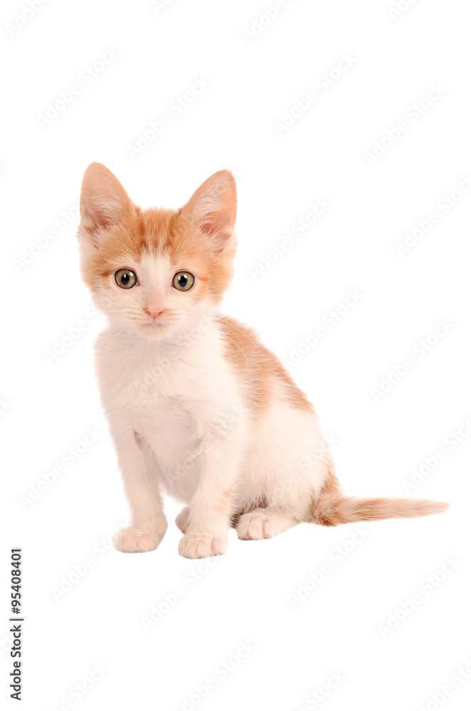 Orange and White Kitten