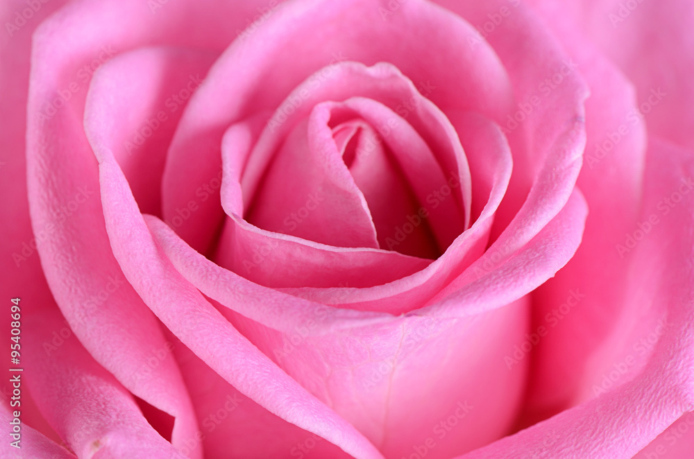 Pink rose as a background Pink rose as a background