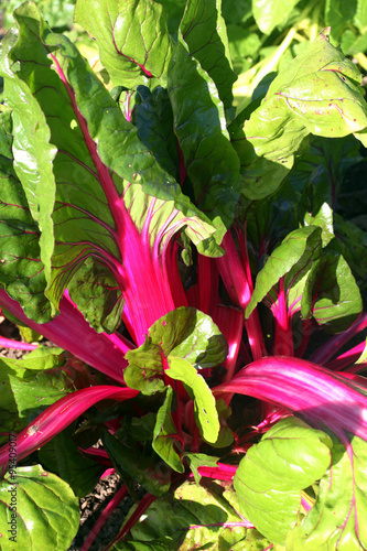 Swiss chard, Beta vulgaris subsp. Cicla var. flavescens 'Pink Passion' vegetable salad crop