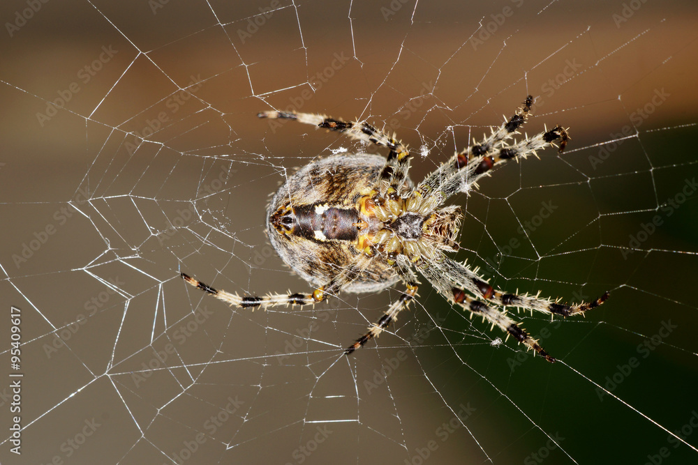 Garden Spider Garden Spider