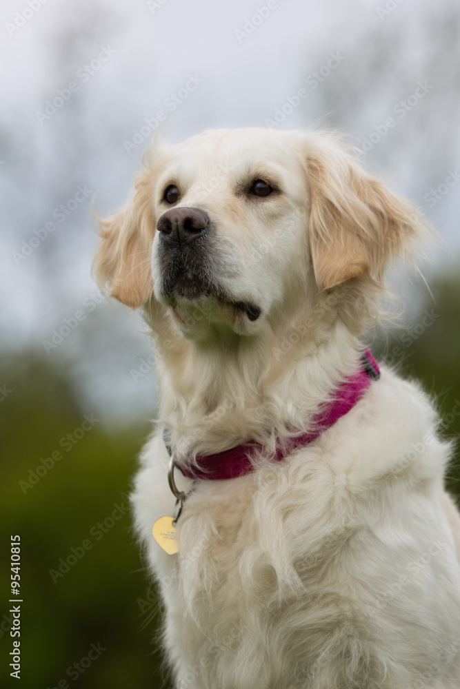 Dog outdoors in nature