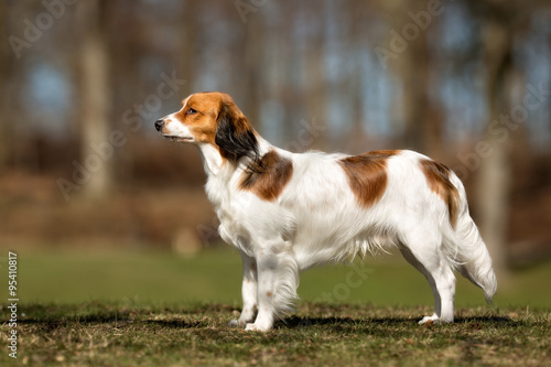 Kooikerhondje dog outdoors in nature