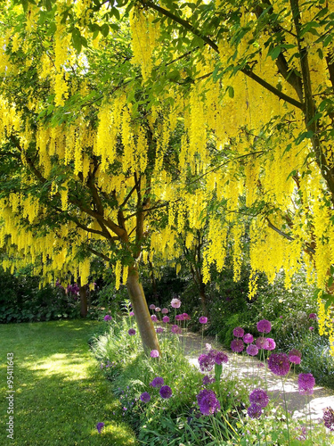 фотографія Laburnum