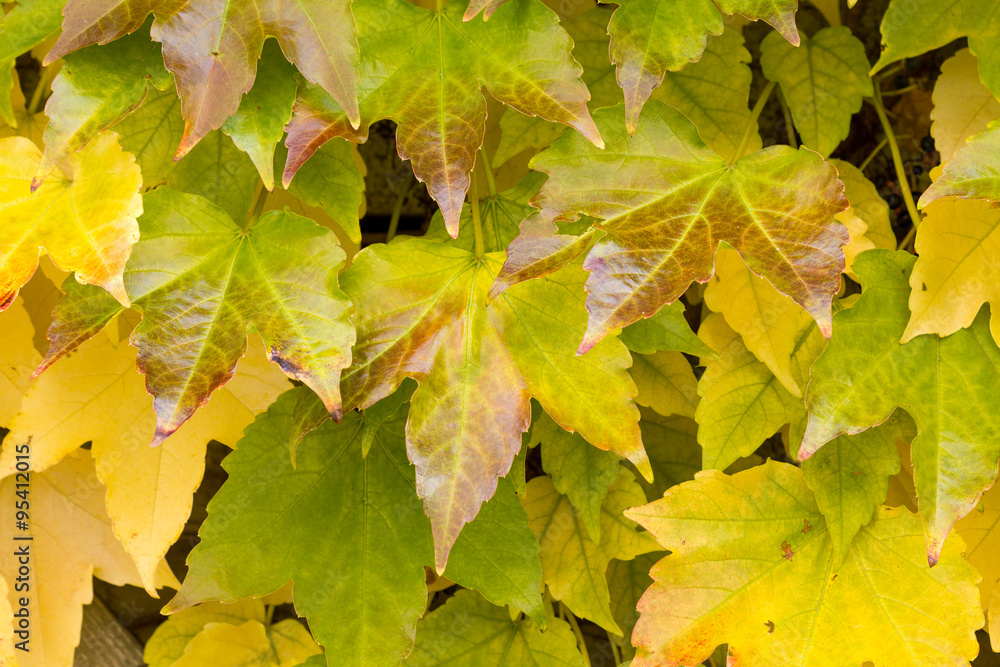 Leaves in yellow and green color with highlights. Leaves in yellow and green color with highlights.