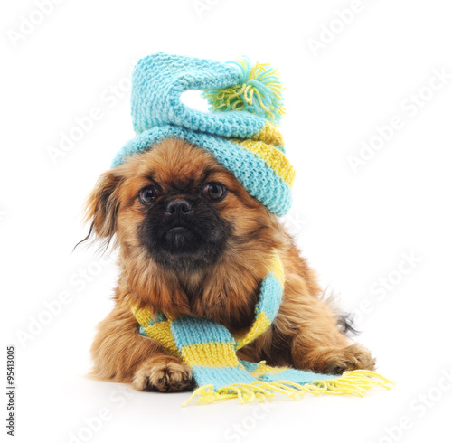 Dog in a hat and scarf. photo