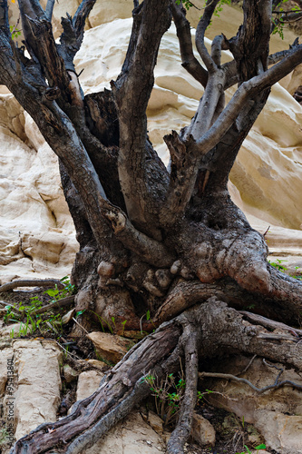 Dumpy tree in the Avakas Gorge. Akamas peninsula.Cyprus
