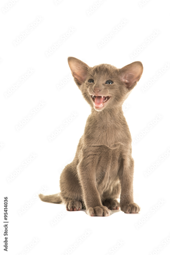 Cute grey siamese kitten baby cat speaking or singing isolated on a white background Cute grey siamese kitten baby cat speaking or singing isolated on a white background