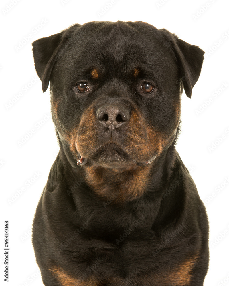 Fototapeta premium Rottweiler dog portrait facing the camera isolated on a white background