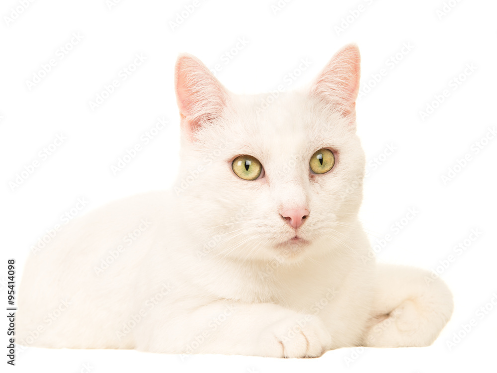 White cat lying down isolated on white background White cat lying down isolated on white background