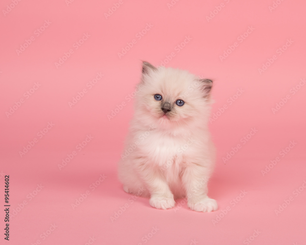 Cute sitting rag doll kitten baby cat on a pink background Stock