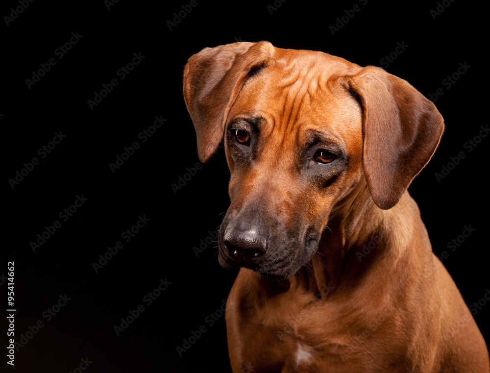 Portret of Rhodesian Ridgebac