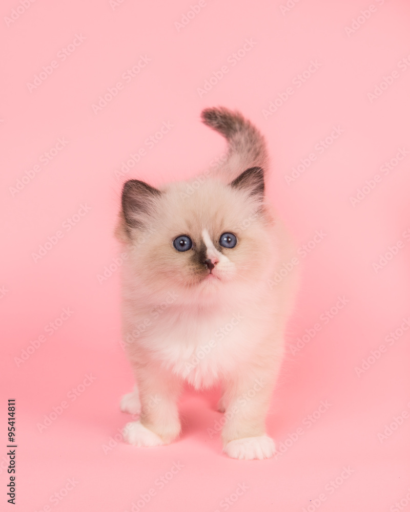 Cute rag doll kitten baby cat standing looking up on a pink